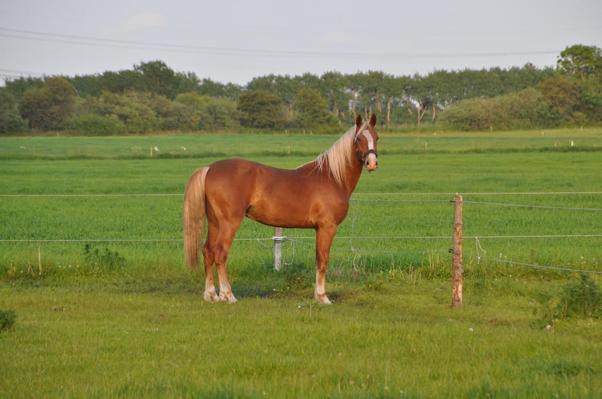 Frederiksborg Nytoftgaards Maximus billede 30