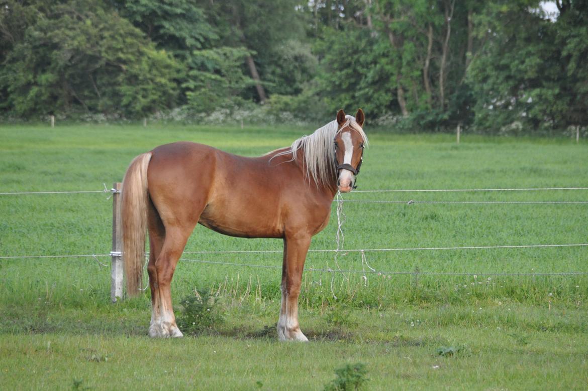 Frederiksborg Nytoftgaards Maximus billede 27