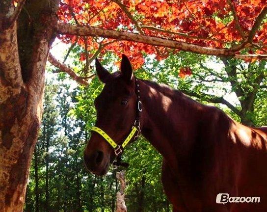 Fuldblod (XX) Star Light [R.I.P] billede 2