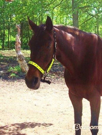 Fuldblod (XX) Star Light [R.I.P] billede 3