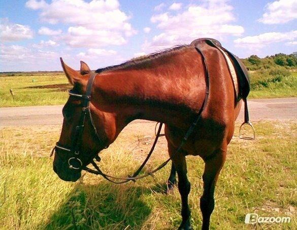 Fuldblod (XX) Star Light [R.I.P] billede 1