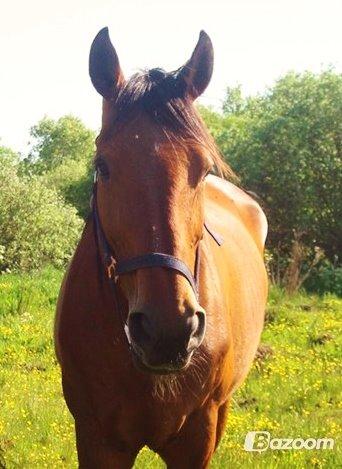 Dansk Varmblod Rona [R.I.P] billede 2