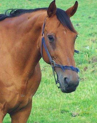 Dansk Varmblod Rona [R.I.P] billede 7