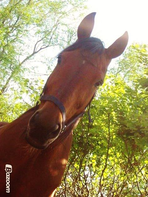 Dansk Varmblod Rona [R.I.P] billede 1