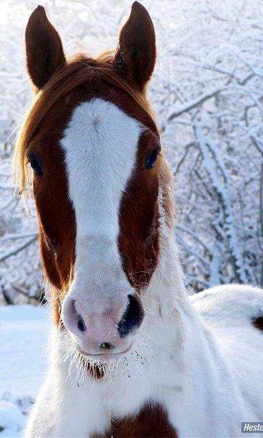 Pinto Midnights Supreme [Solgt] billede 8