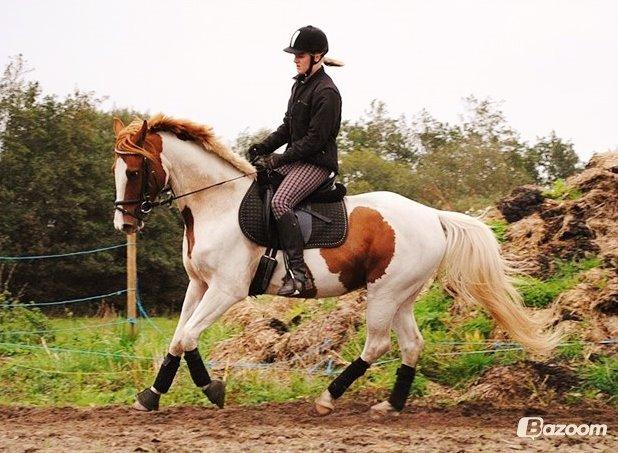 Pinto Midnights Supreme [Solgt] billede 1