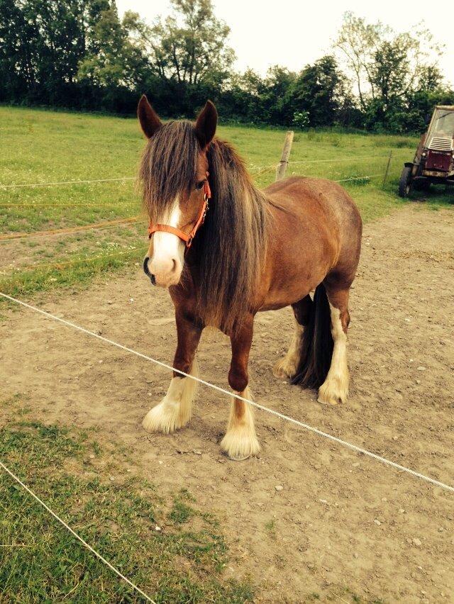 Tinker Dreamhorse's Dunflaith billede 14