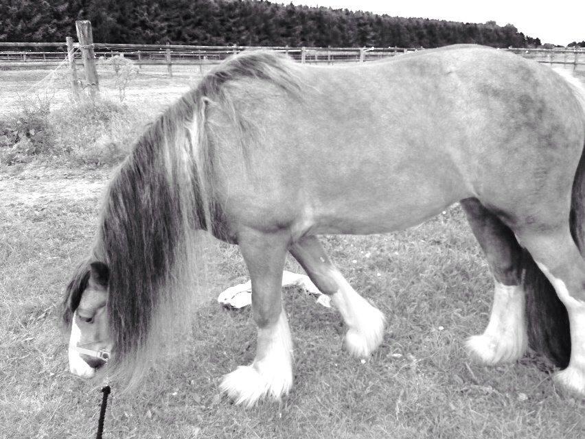 Tinker Dreamhorse's Dunflaith billede 15