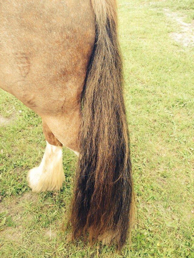 Tinker Dreamhorse's Dunflaith billede 16