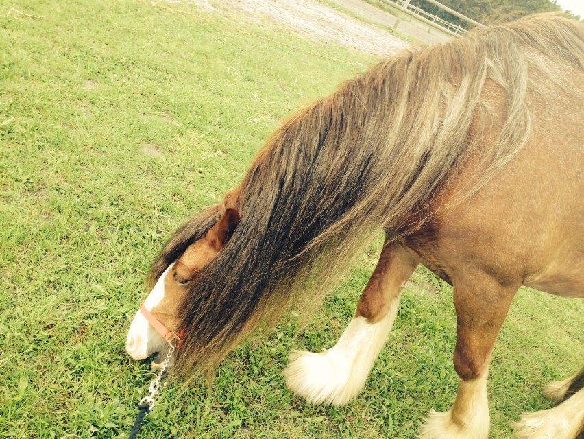 Tinker Dreamhorse's Dunflaith billede 17