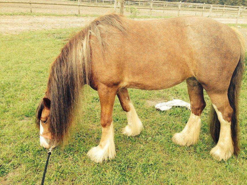 Tinker Dreamhorse's Dunflaith billede 18