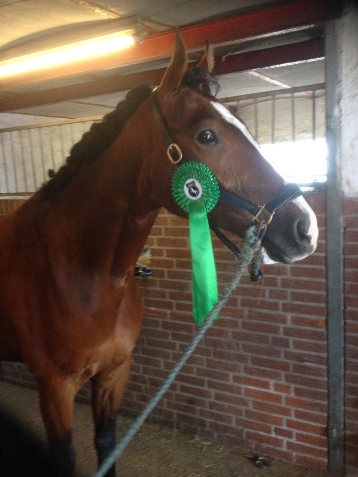 Oldenborg Narnio Roi - Lc3 til 65,6% og en femteplads <3 Hammelev d.07 Juni 2014 billede 4