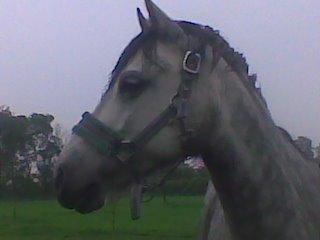 Anden særlig race Schikila (tidligere pony) - så kom prinsessen hjem  billede 6