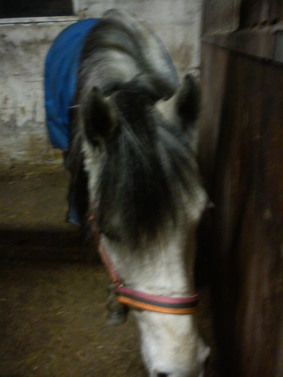 Anden særlig race Schikila (tidligere pony) - klar til ridning  billede 2