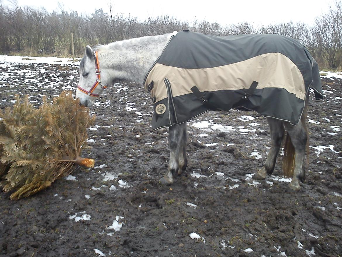Anden særlig race Schikila (tidligere pony) - hun elsker at spise juletræer  billede 3