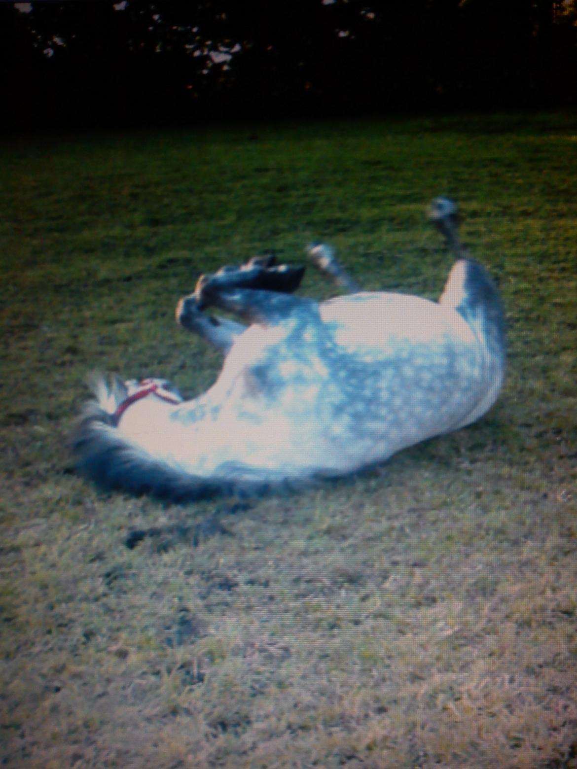 Anden særlig race Schikila (tidligere pony) - min dejlige pige billede 1