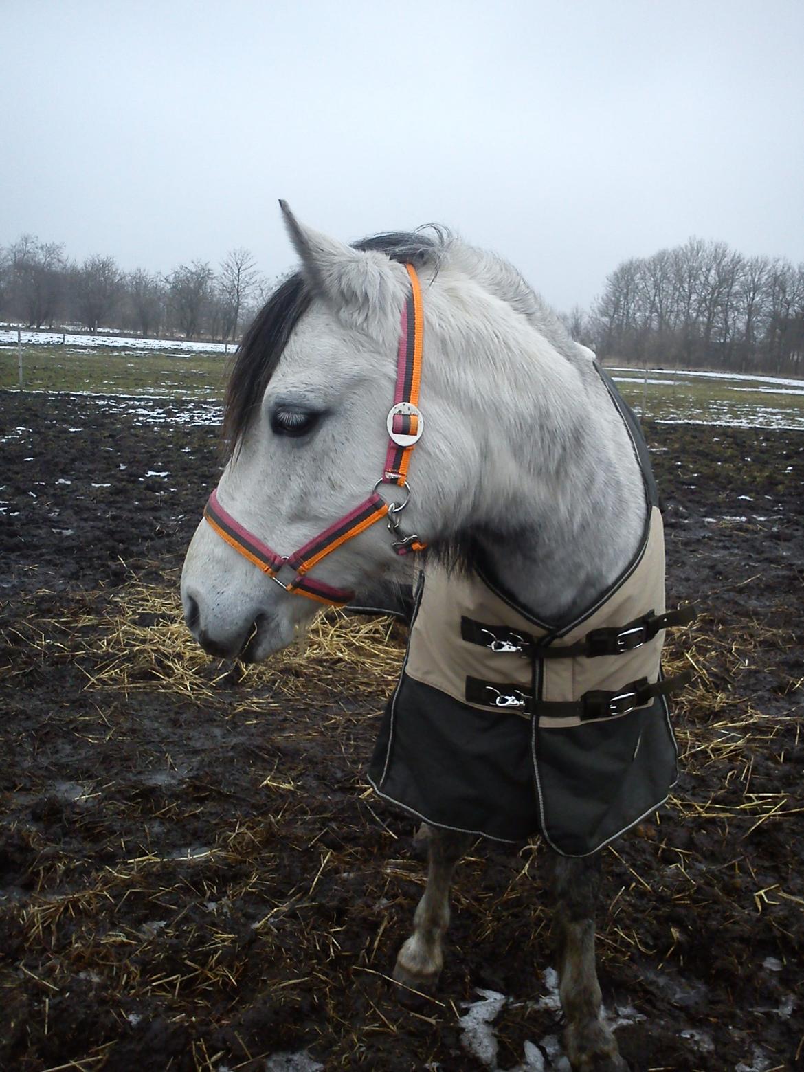 Anden særlig race Schikila (tidligere pony) - hun elsker marken  billede 7