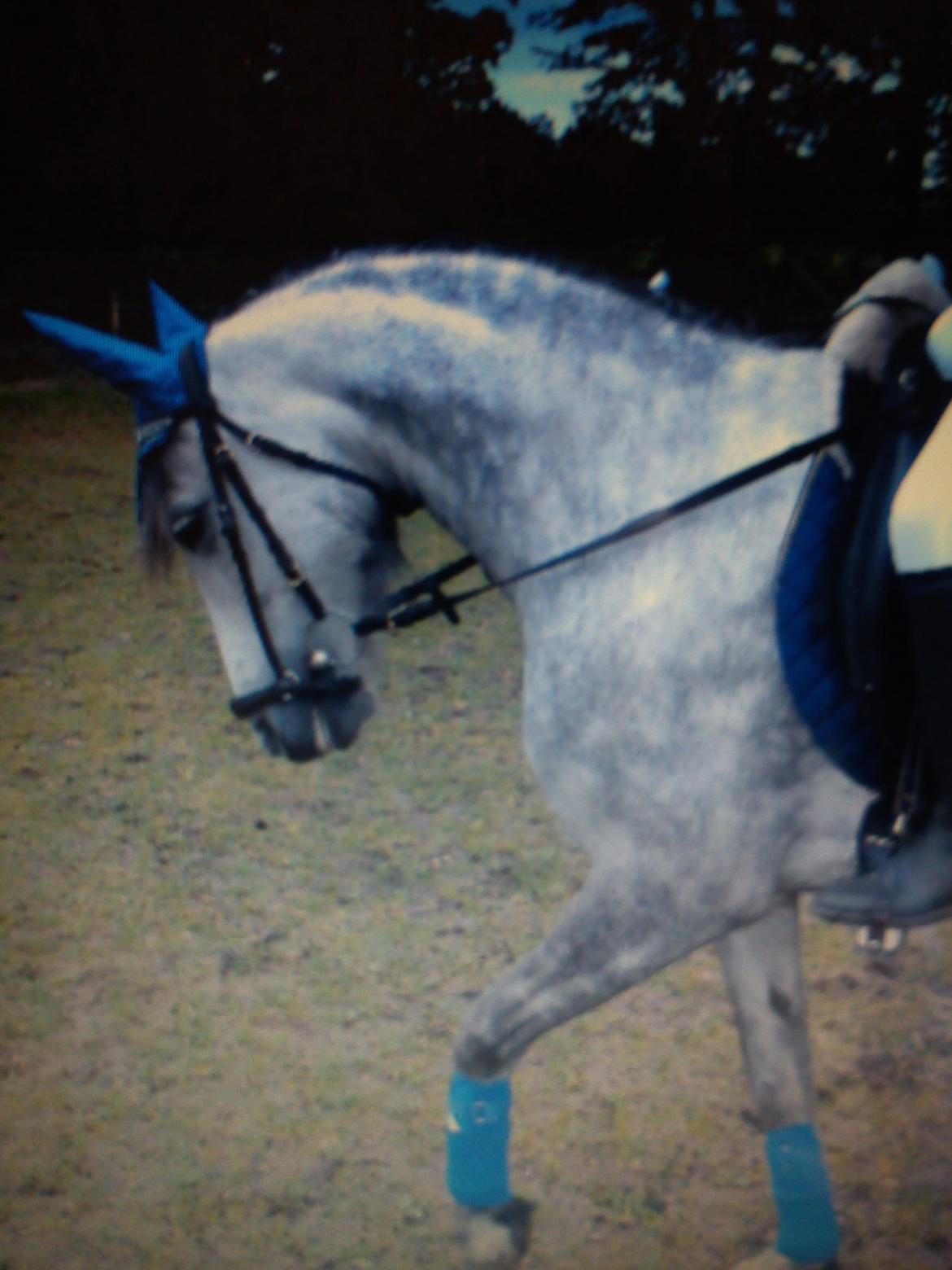 Anden særlig race Schikila (tidligere pony) - andet stævne billede 8