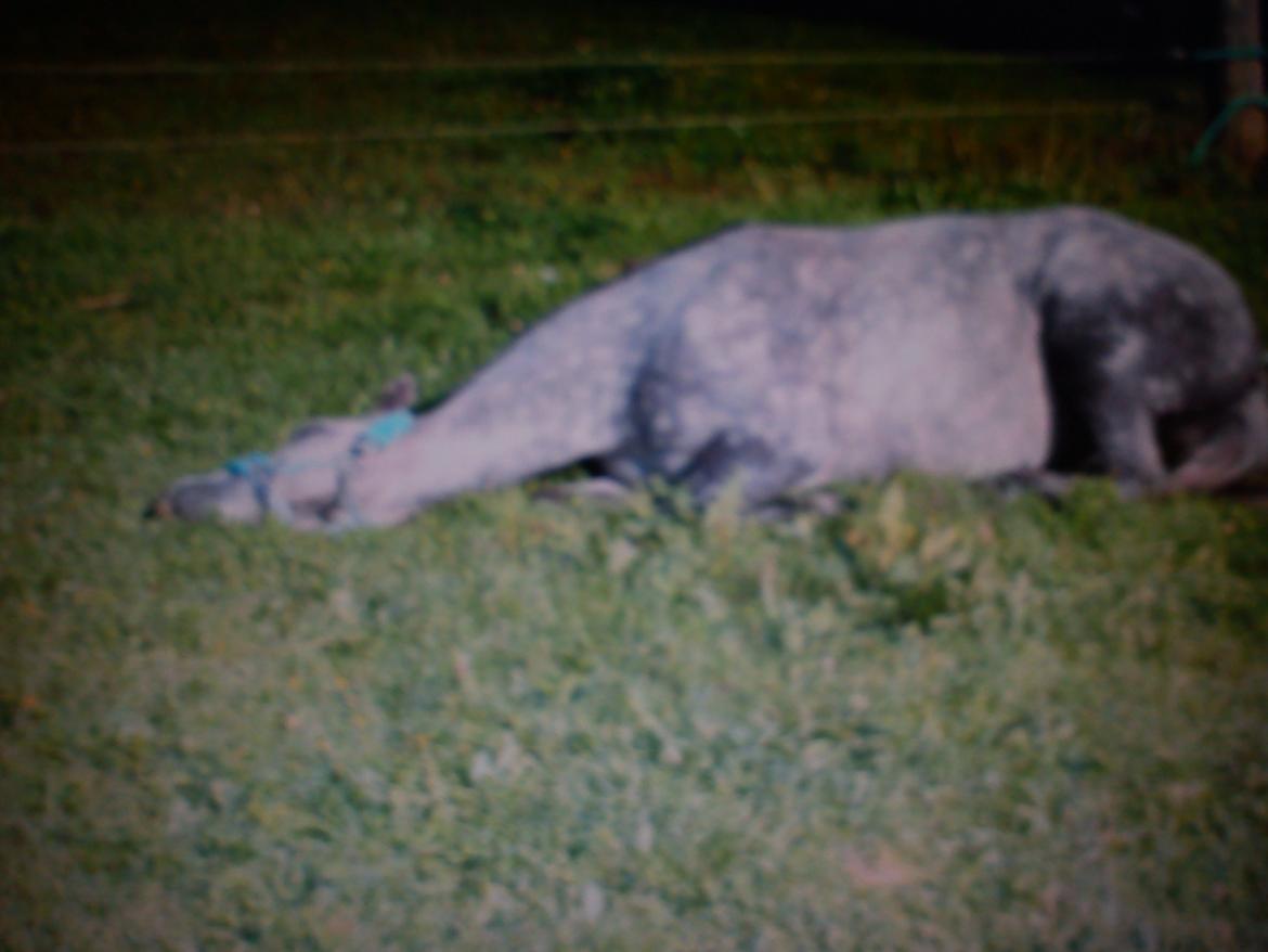 Anden særlig race Schikila (tidligere pony) - hun nyder livet billede 5