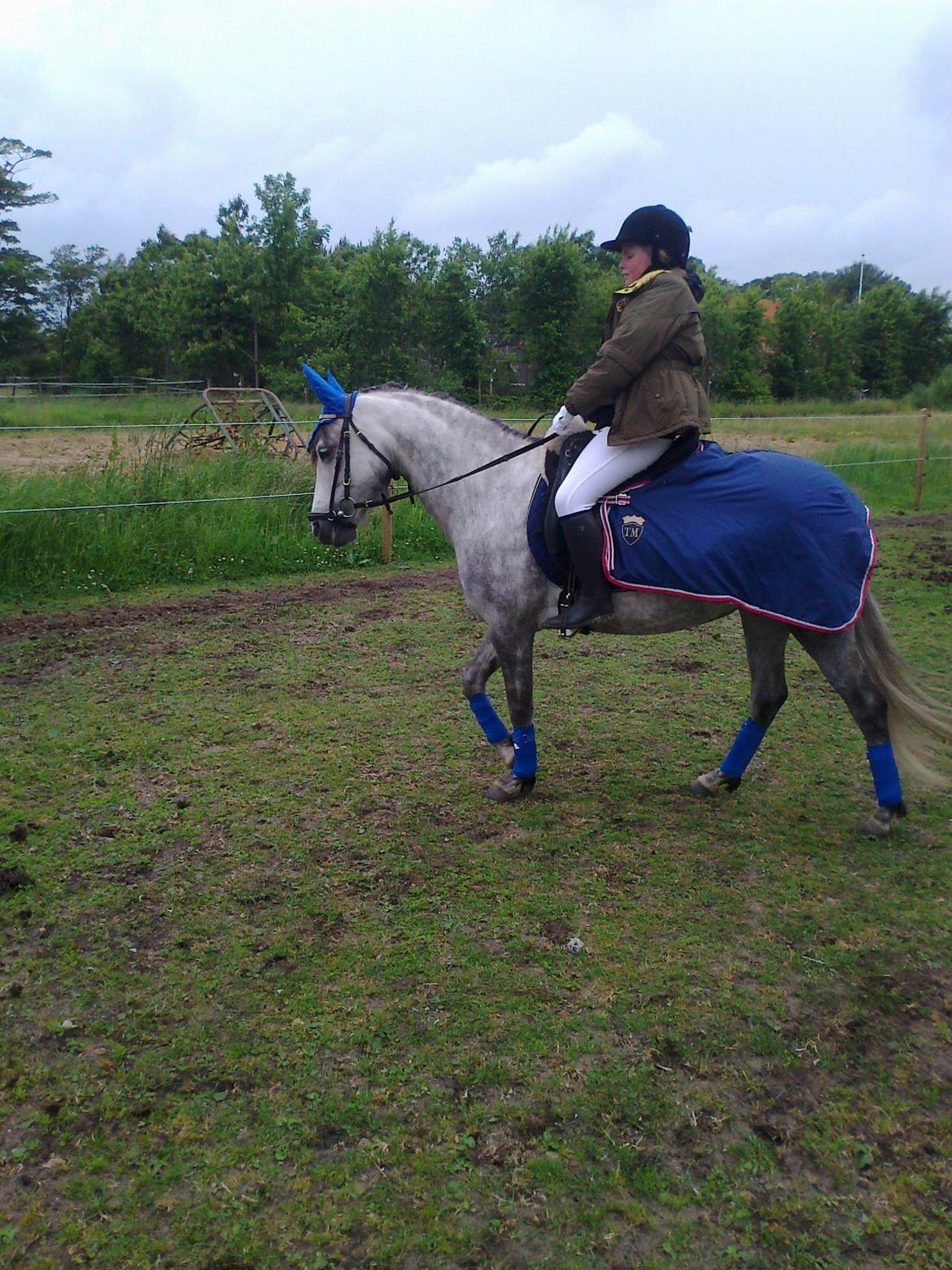 Anden særlig race Schikila (tidligere pony) - andet stævne  billede 4