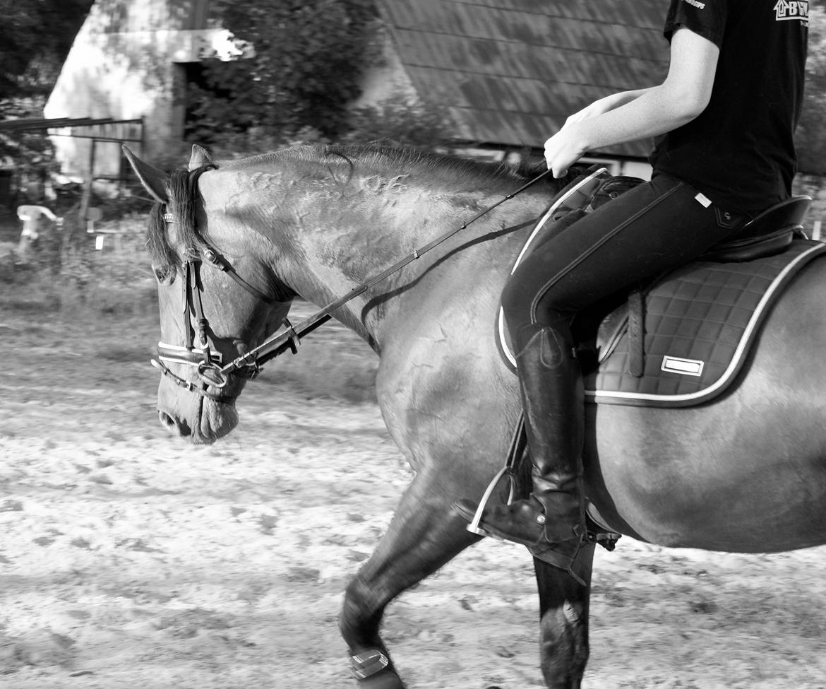 Ungarnsk Varmblod  Lili - Dressur træning 7/6-14 billede 7