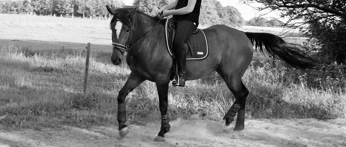 Ungarnsk Varmblod  Lili - Dressur træning 7/6-14 billede 16