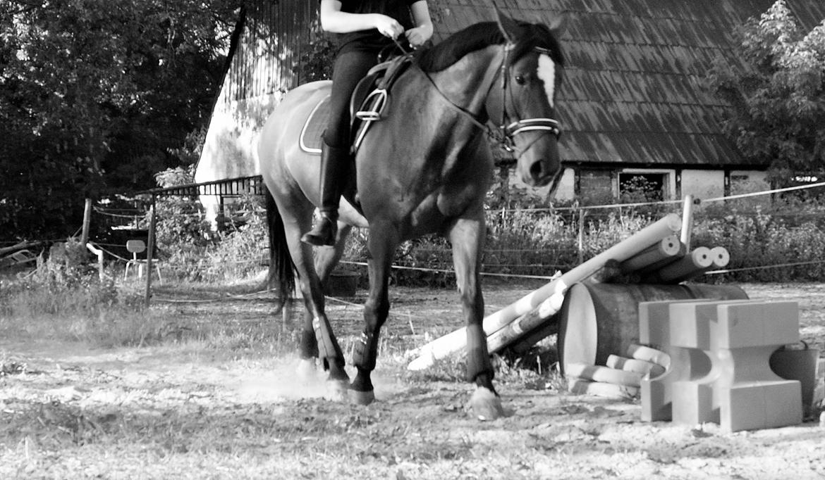 Ungarnsk Varmblod  Lili billede 10