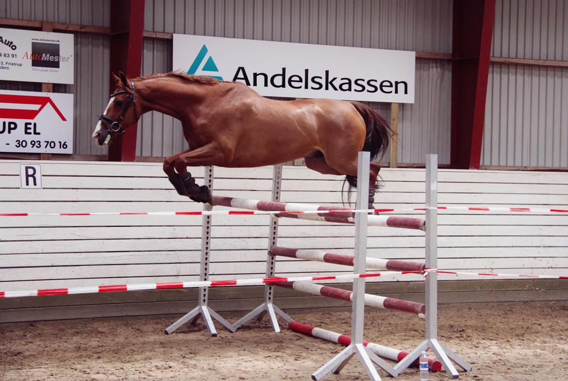 Dansk Varmblod Samwise gamgee - Løsspring d. 7. Juni 2014. Seje dressurhest der lige hopper 130, med en masse overkud og glæde! "flere cm. mor!" 11. gang han springer- Foto: Mig billede 6