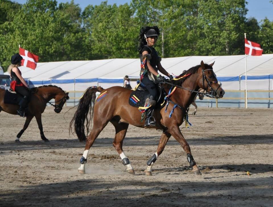 DSP Firhøjs Papillon billede 30