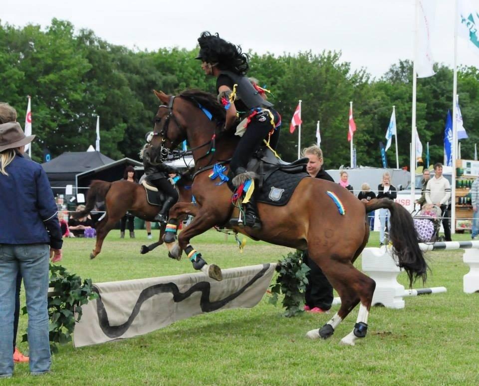 DSP Firhøjs Papillon billede 31