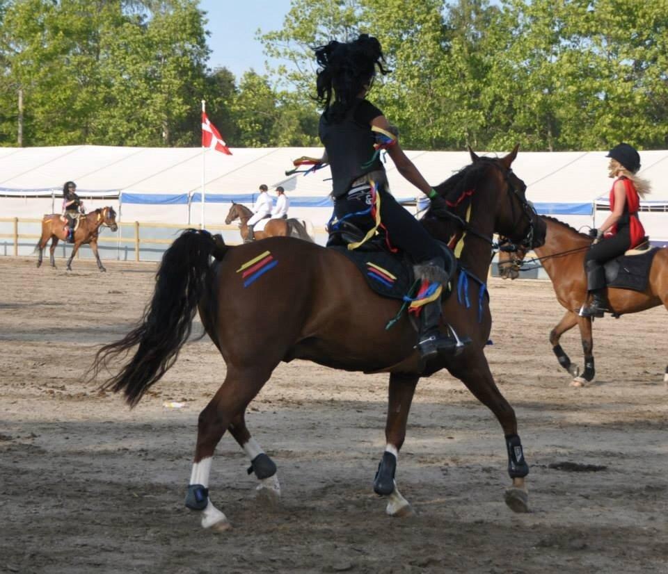 DSP Firhøjs Papillon billede 32