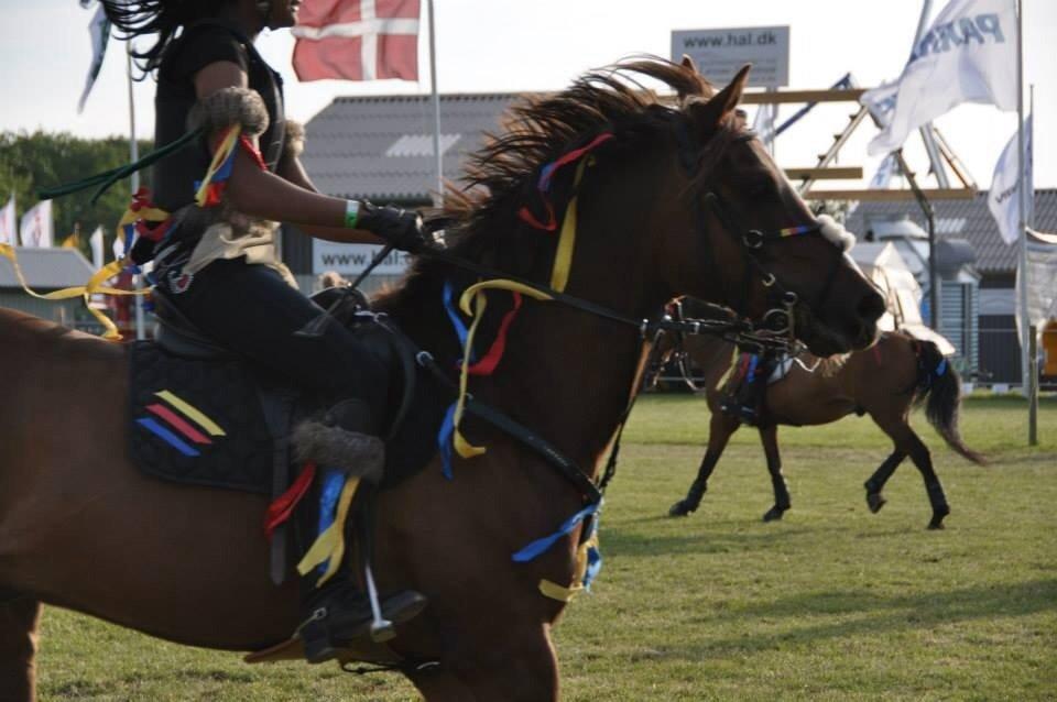 DSP Firhøjs Papillon billede 33