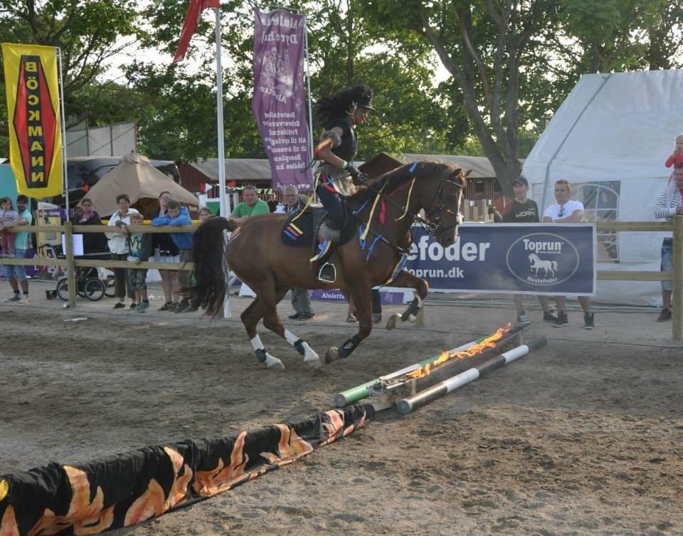 DSP Firhøjs Papillon billede 34