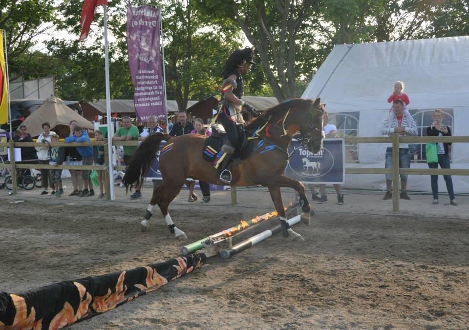 DSP Firhøjs Papillon billede 35