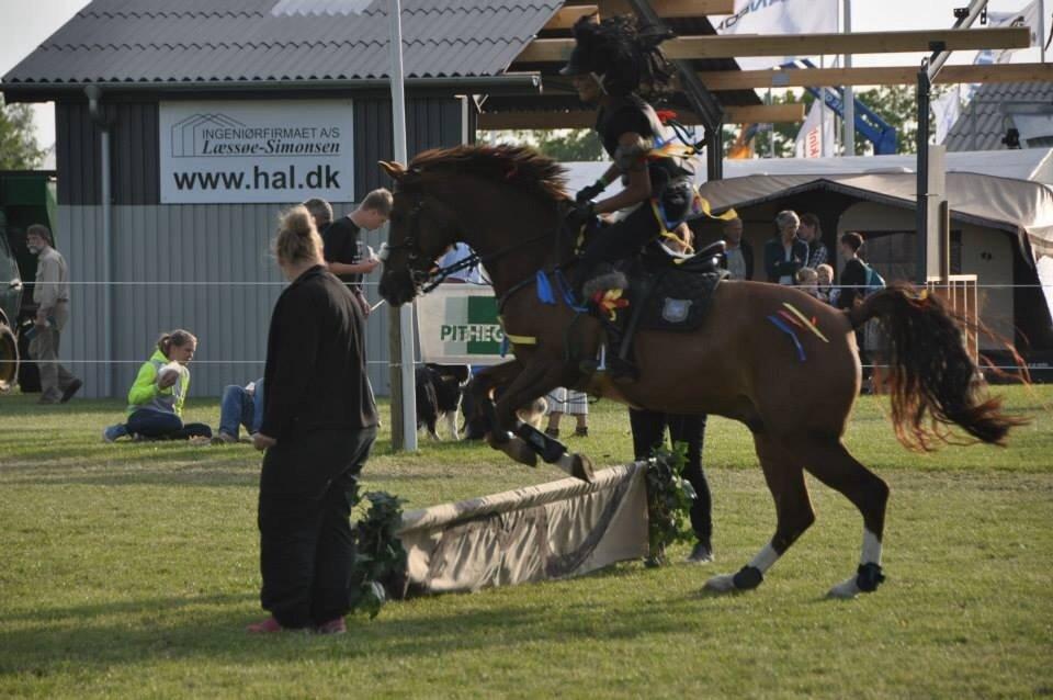 DSP Firhøjs Papillon billede 36