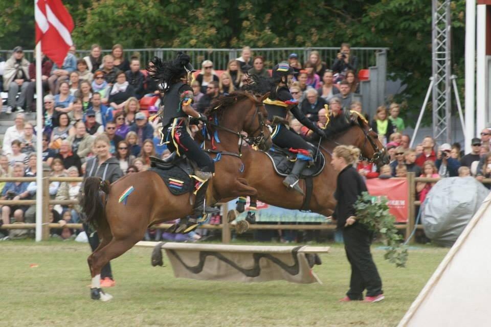 DSP Firhøjs Papillon billede 37