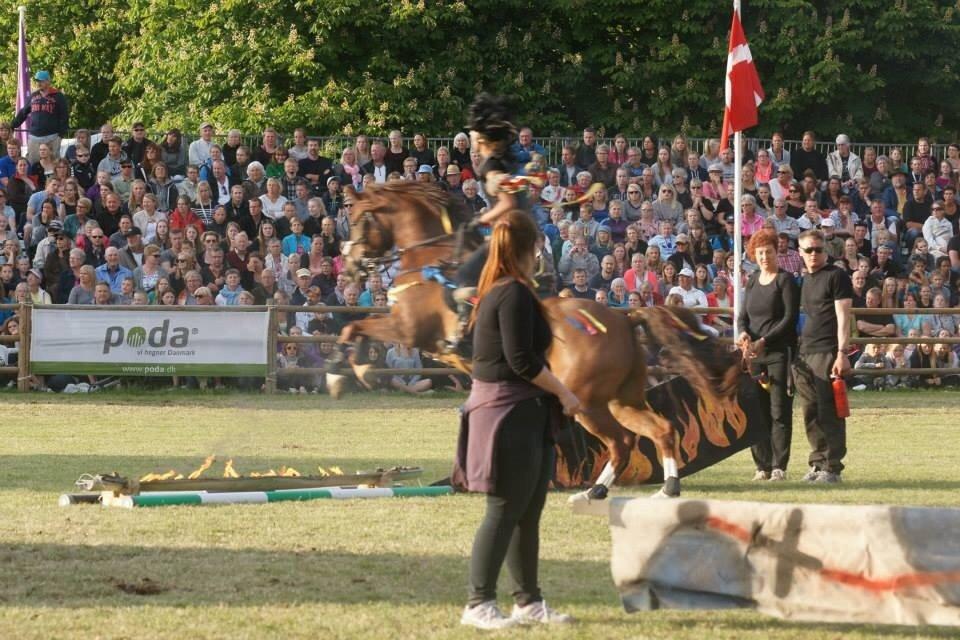 DSP Firhøjs Papillon billede 38