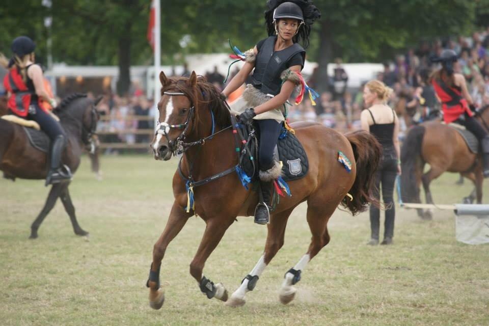 DSP Firhøjs Papillon billede 39