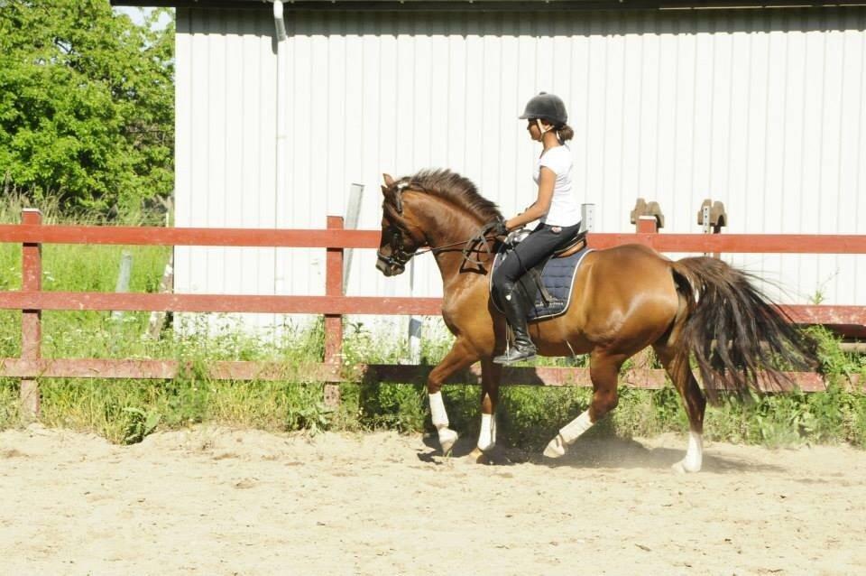 DSP Firhøjs Papillon billede 40