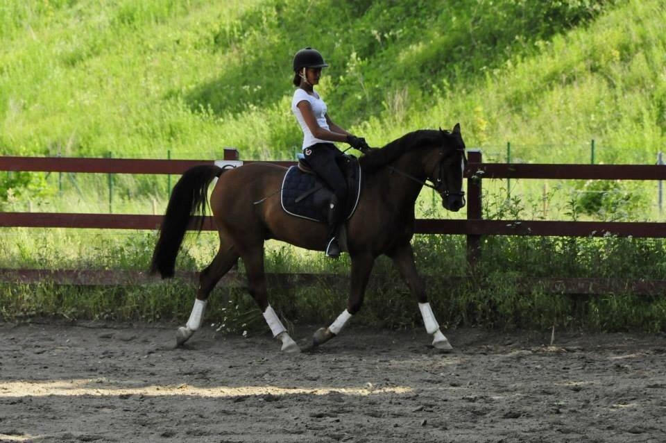 DSP Firhøjs Papillon billede 41