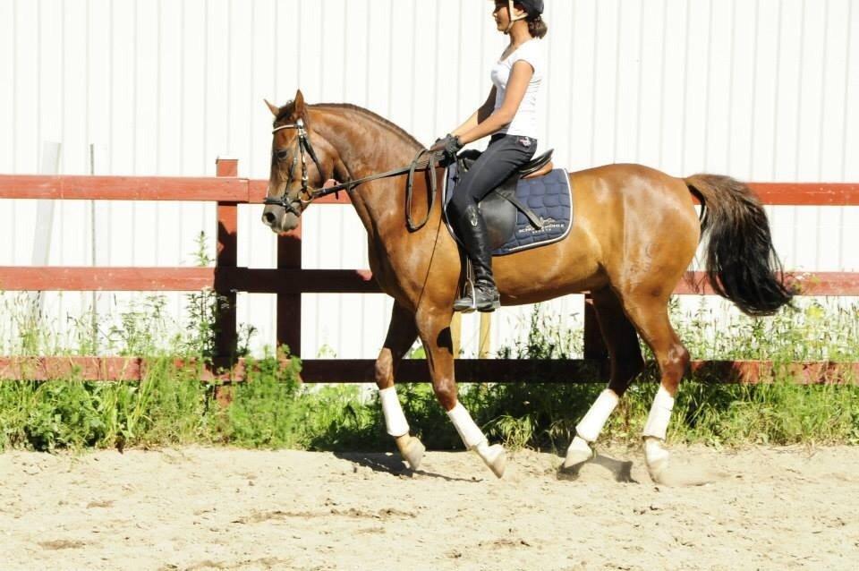 DSP Firhøjs Papillon billede 42