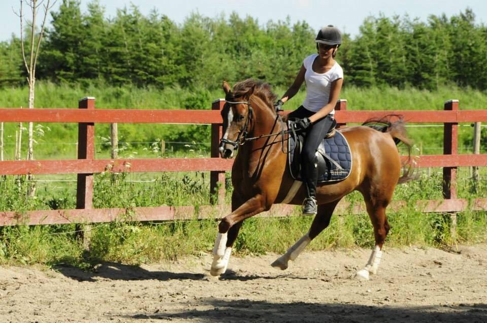 DSP Firhøjs Papillon billede 43