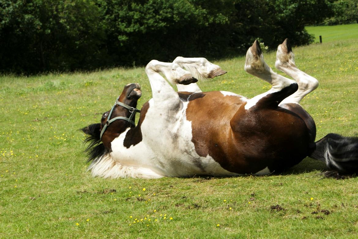 Anden særlig race Thor billede 16
