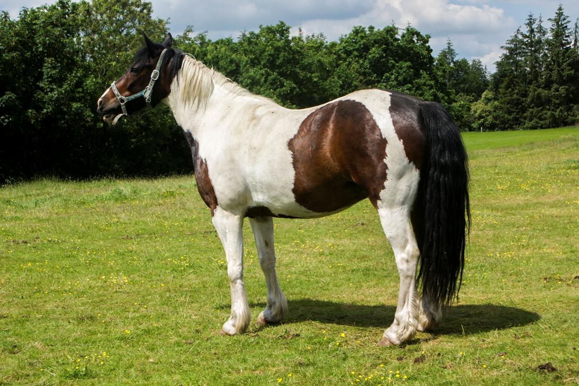 Anden særlig race Thor billede 1