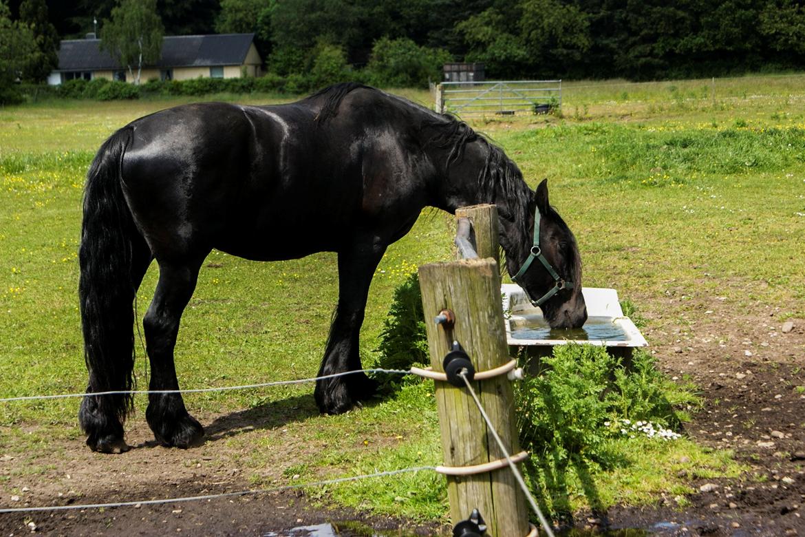Frieser Kasper - Vandet er altid... vådere(?) på den anden side af hegnet, hehe  billede 9