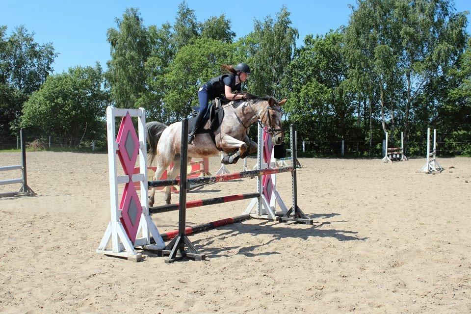 Knabstrupper Tessa <3 billede 18