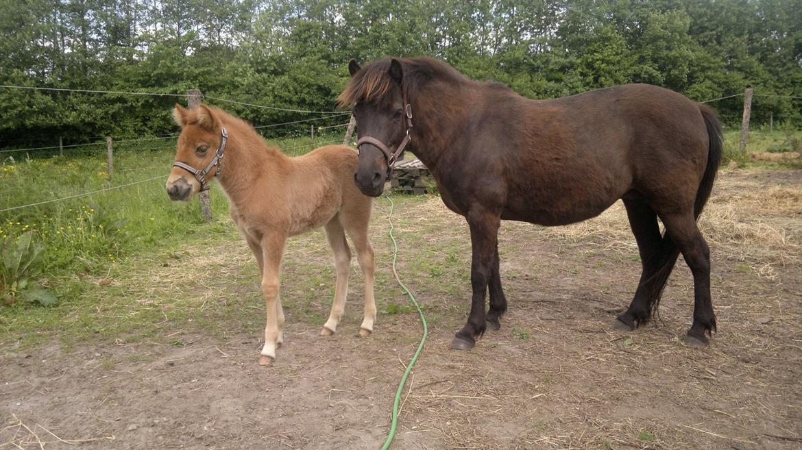 Islænder Písl fra Trekanten billede 8