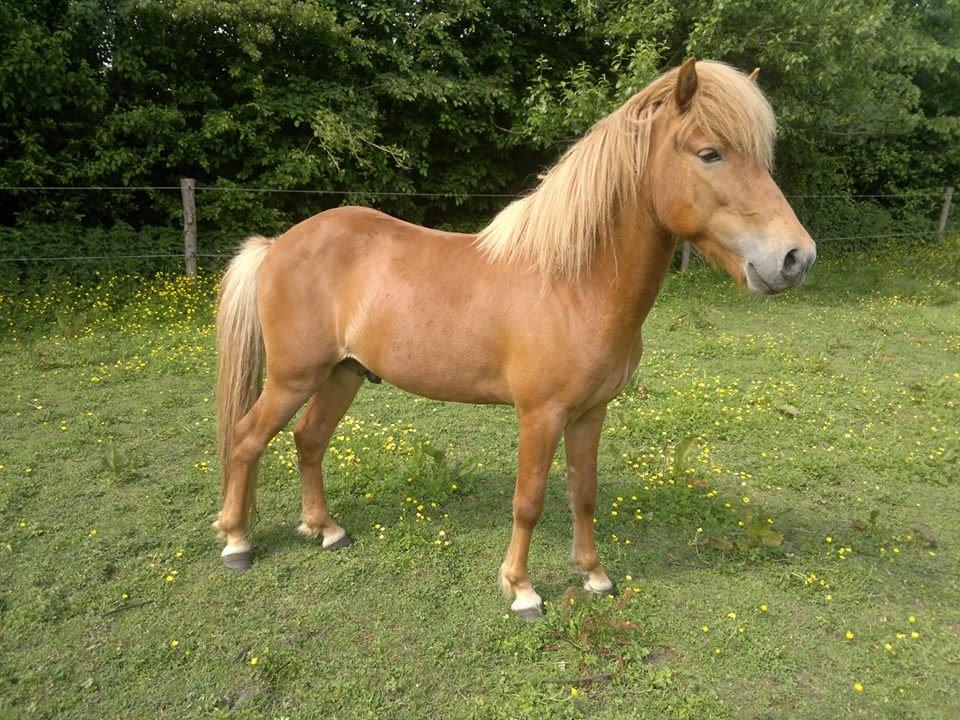 Islænder Blær fra Klattrup - Noget kun kønnere end da jeg fik ham billede 12