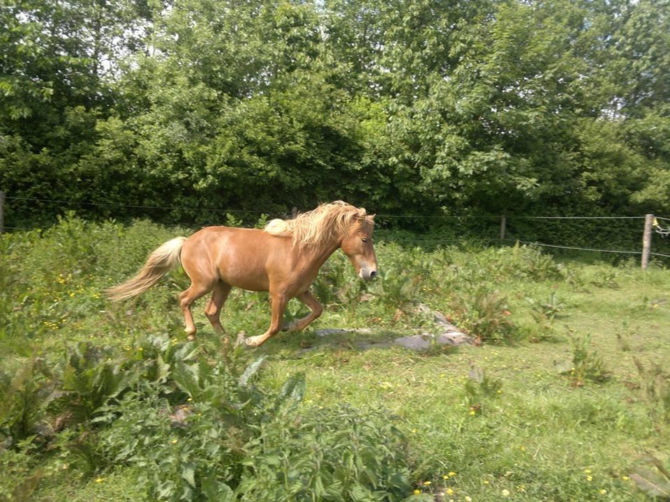 Islænder Blær fra Klattrup billede 11