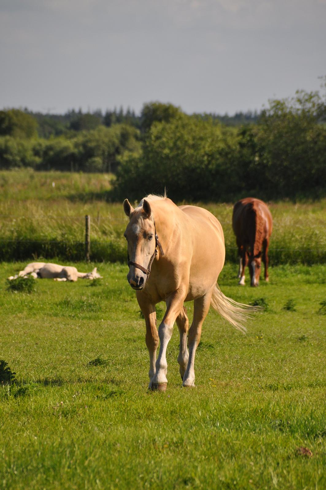 Frederiksborg Santini Vejleby billede 18